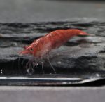Neocaridina Davidi - Red Fire  (Médium Grade)