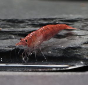 Neocaridina Davidi - Red Fire  (Médium Grade)