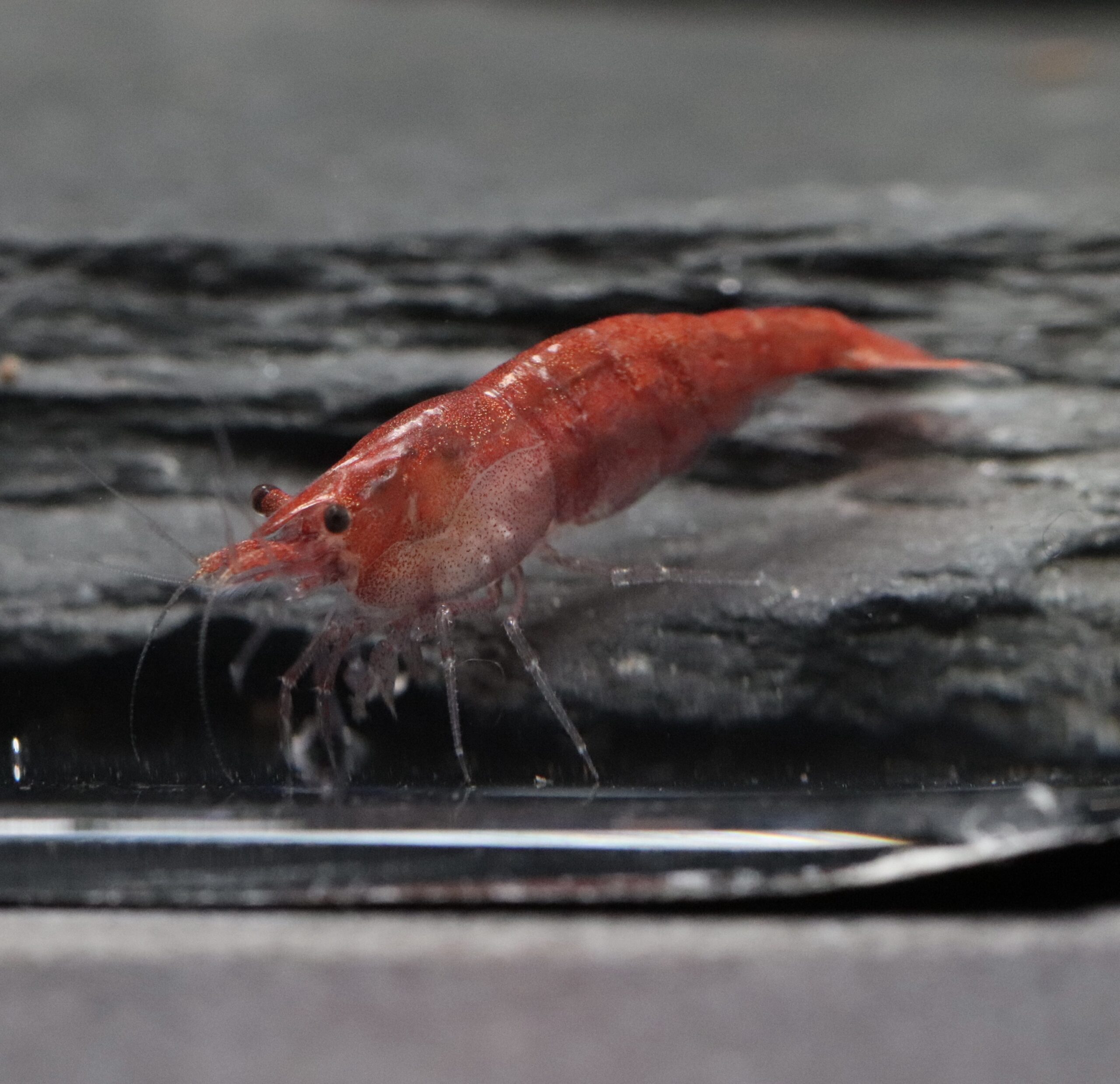 Neocaridina Davidi - Red Fire (Médium Grade)