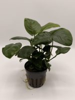 Anubias Barteri - En Pot