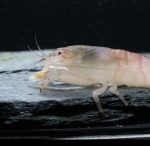 Crevette Bleu du Gabon - Atya Gabonensis