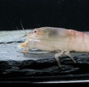 Crevette Bleu du Gabon - Atya Gabonensis