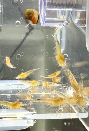 Lot 10x Yellow King Kong OE / Tiger Red OE déclassé