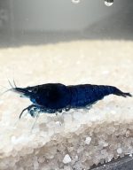 Neocaridina Davidi - Blue Saphire