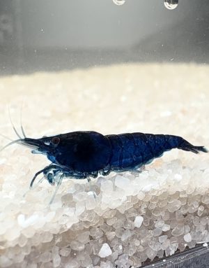 Neocaridina Davidi - Blue Saphire