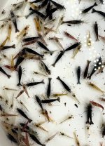 Neocaridina Davidi - Déclassé Couleur Mixte