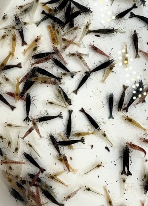 Neocaridina Davidi - Déclassé Couleur Mixte