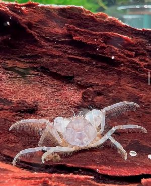 Micro Crabe Pour Aquarium - Limnopilos Naiyanetre (0,5-1cm)