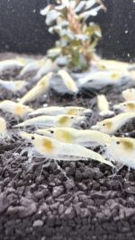 Neocaridina Davidi - Snow Storm