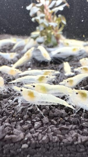 Neocaridina Davidi - Snow Storm