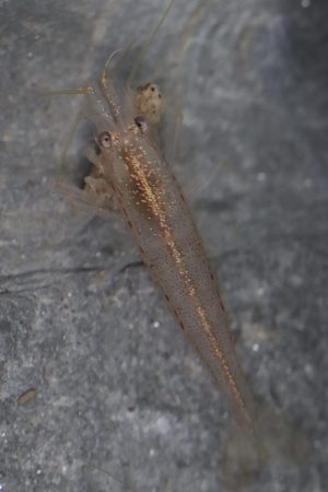 Amano - Caridina Japonica Orange Line Multidendata (M)