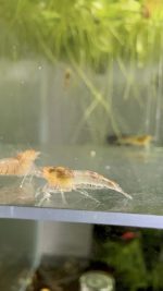 Lot de 10x Tiger Red OE (déclassé)