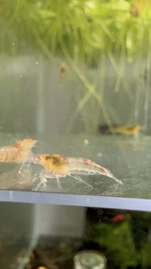 Lot de 10x Tiger Red OE (déclassé)