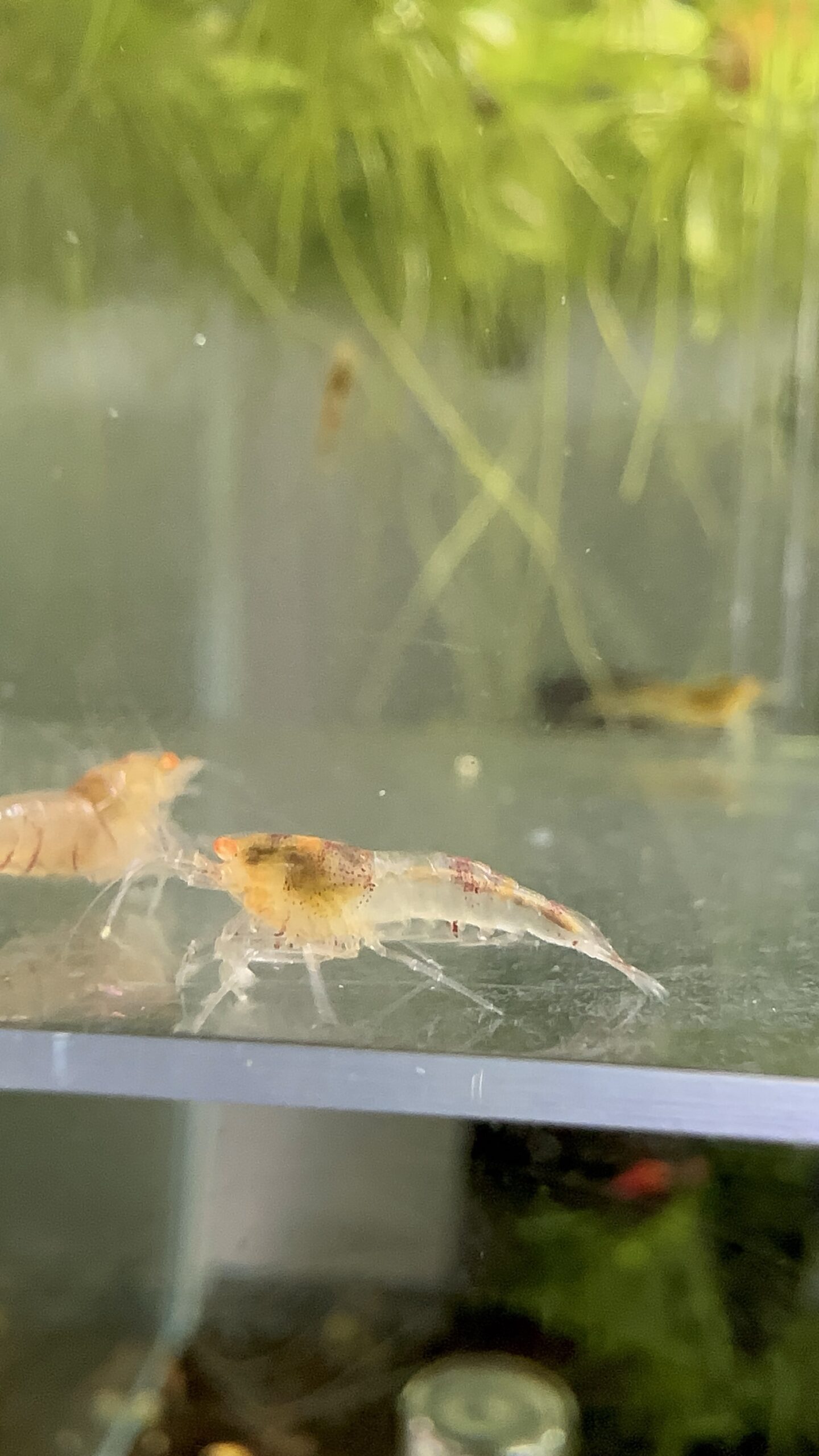 Lot de 10x Tiger Red OE (déclassé)