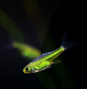 Rasbora Émeraude - Microdevario Kubotai (S)