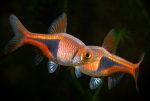 Rasbora Arlequin - Trigonostigma Heteromorpha (M)